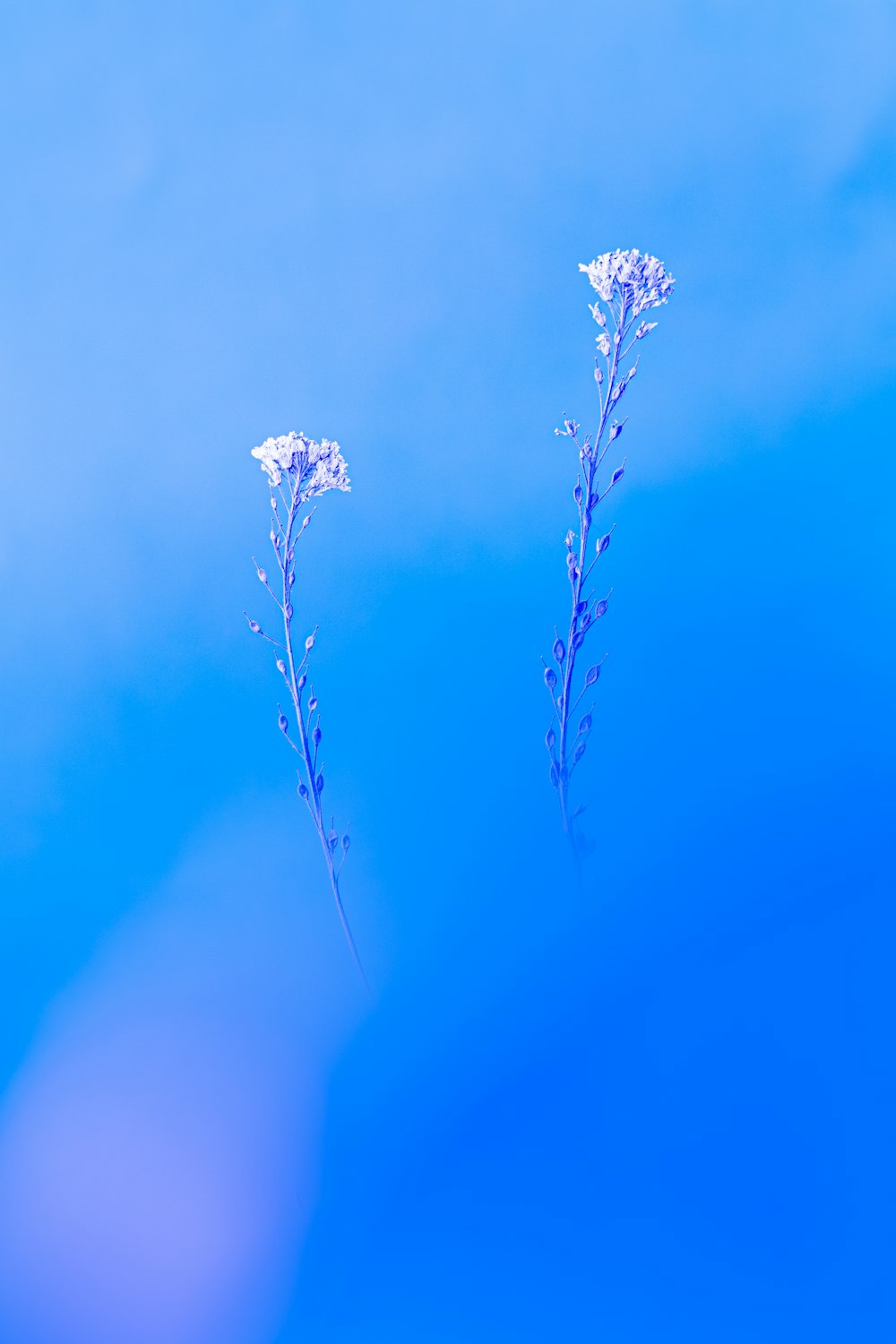 weiße Blume auf grünem Hintergrund