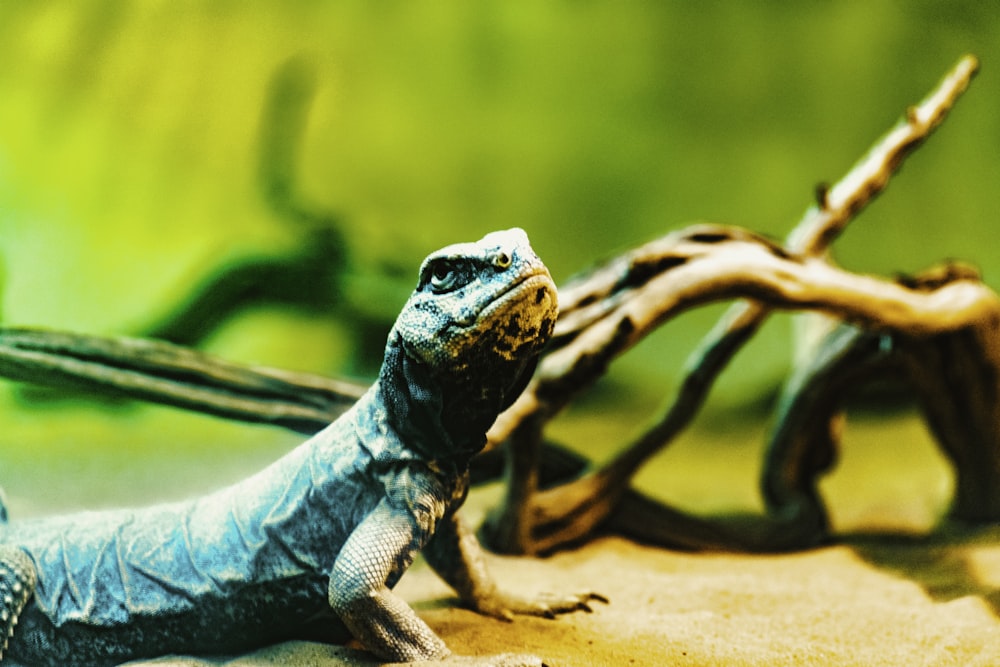 blue and green lizard on brown rock