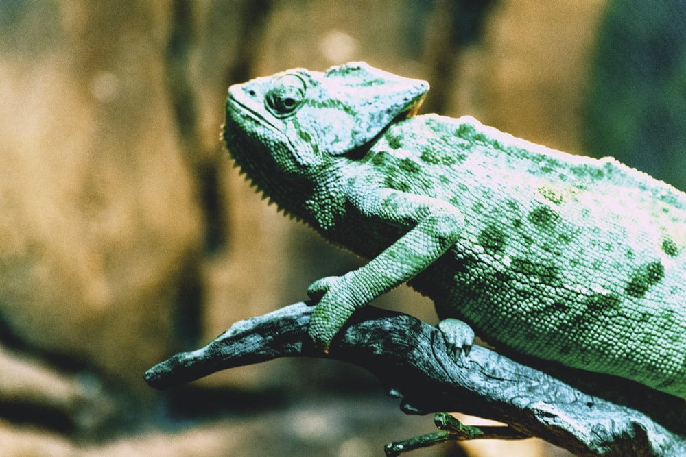 green chameleon on brown tree branch