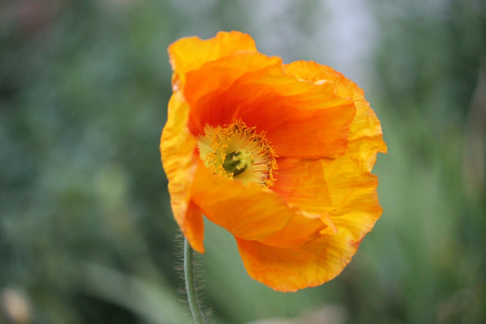 yellow poppy in bloom during daytime