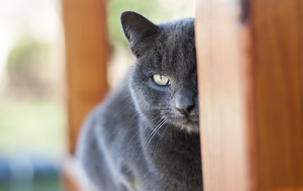russian blue cat on brown wooden fence