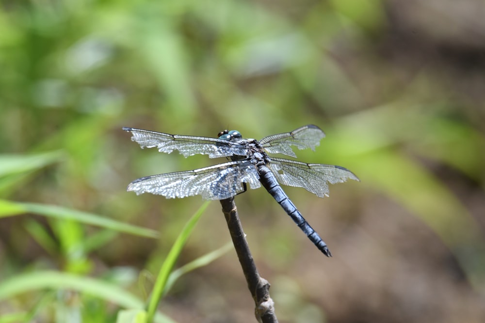 black and white dragonfly on brown stem during daytime