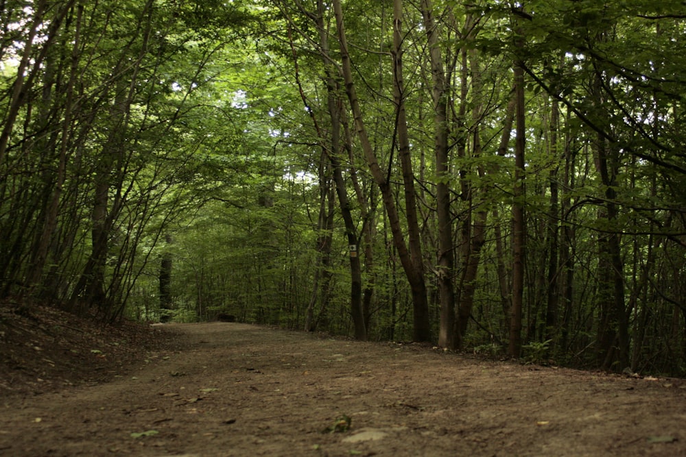 green trees on brown soil