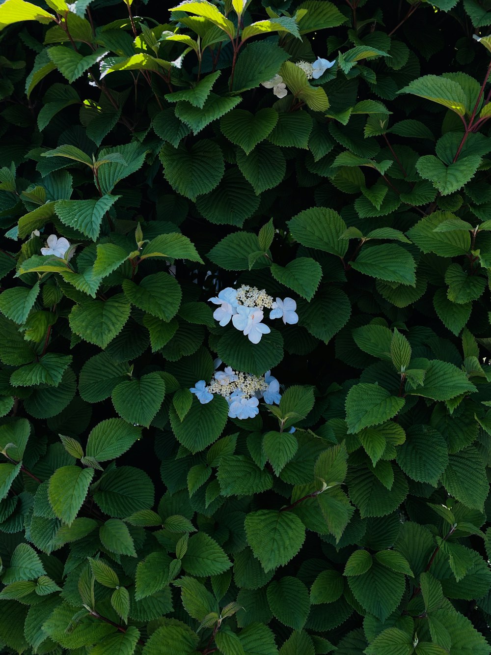 青と白の花と緑の葉