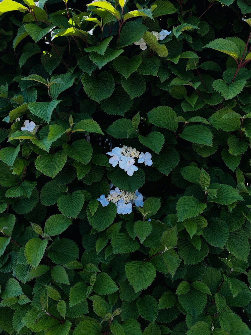flores azuis e brancas com folhas verdes