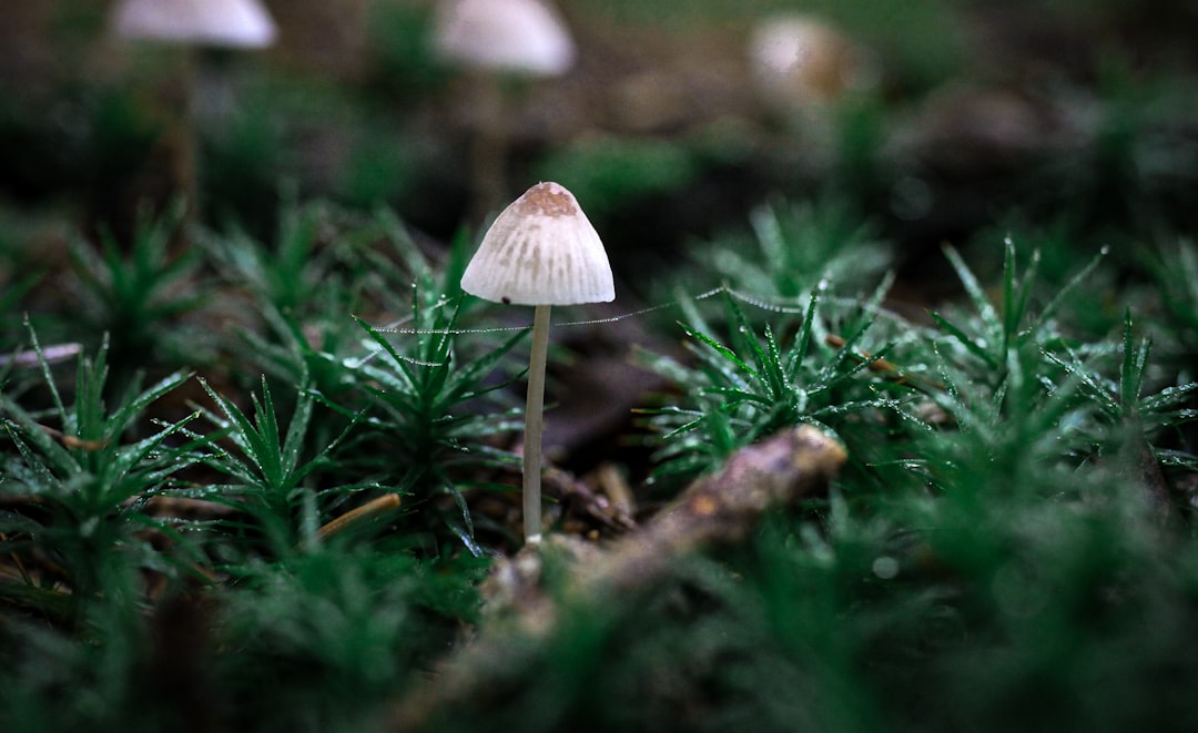 white mushroom in green grass