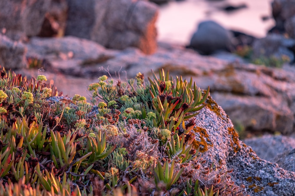 green and yellow plant on rocky shore during daytime