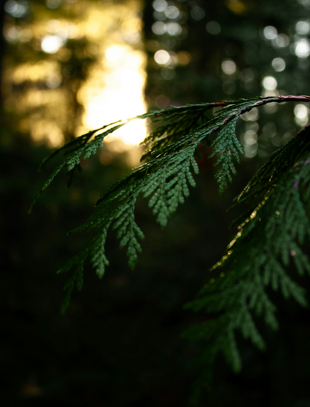 green leaf in tilt shift lens