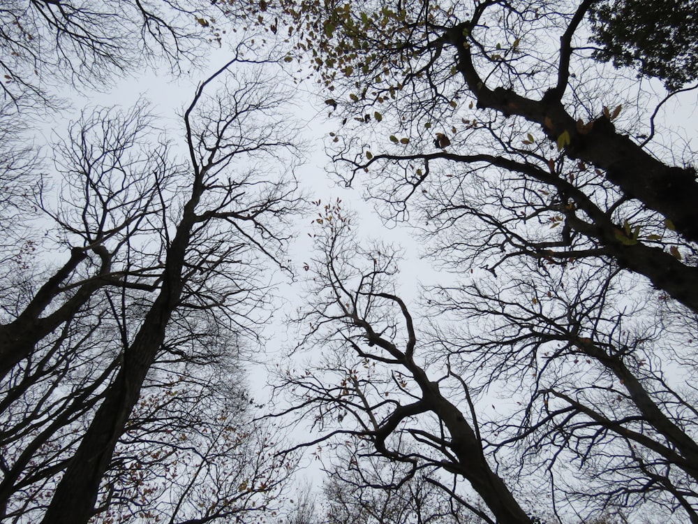 bare tree under white sky during daytime