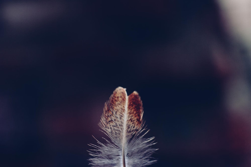 white feather in black background