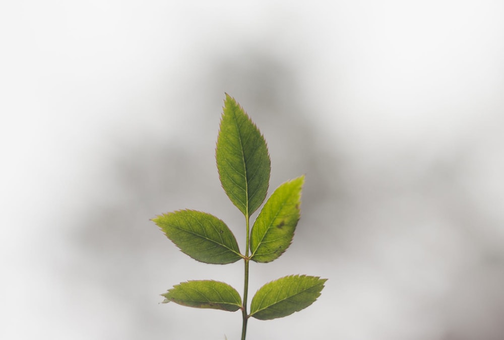 green leaf in close up photography