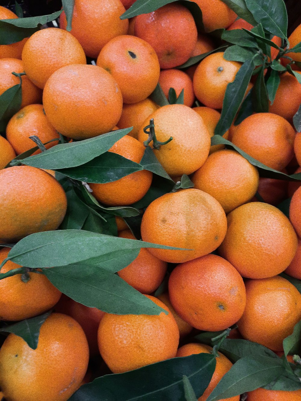 orange fruits on green leaves