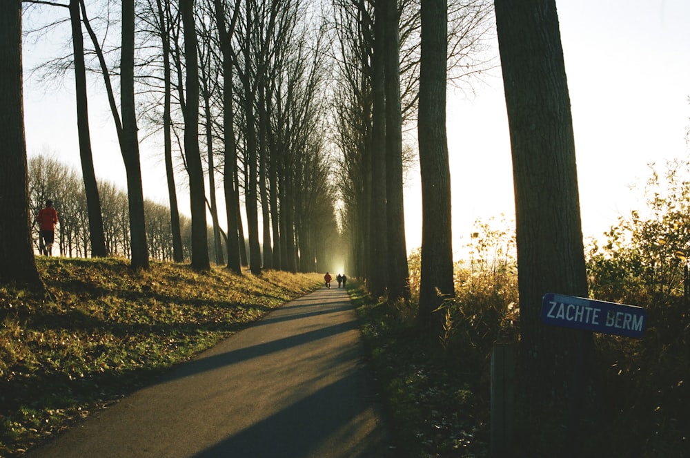 brown trees on forest during daytime