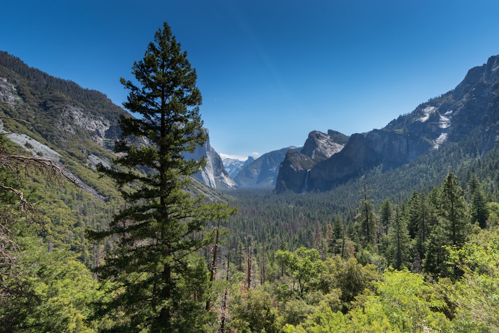 green trees near mountain under blue sky during daytime