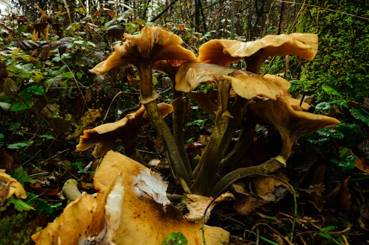 Large, brown mushrooms grow densely together within a lush, green forest setting, surrounded by leaves and foliage. Their broad caps have a slightly wavy texture, while thick stems provide support. Fallen leaves and moss contribute to the natural, earthy environment.