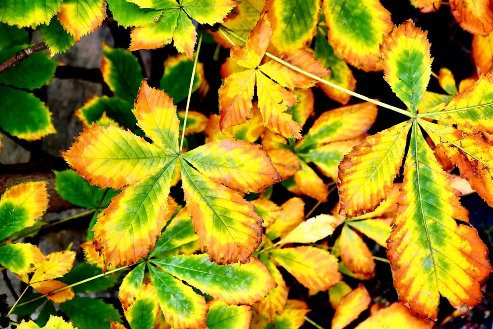 green and brown leaves during daytime