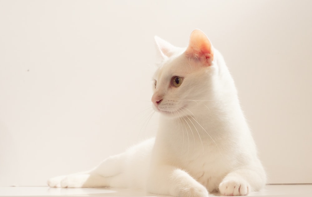 white cat on white textile