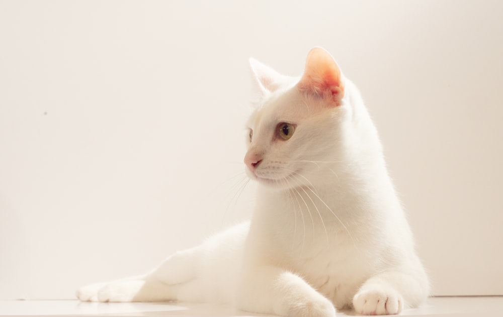 흰색 섬유에 흰 고양이