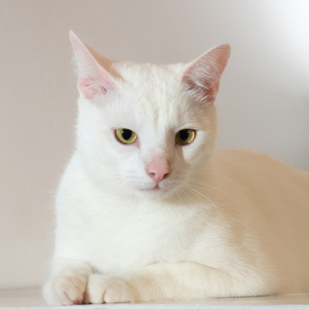 white cat on white table