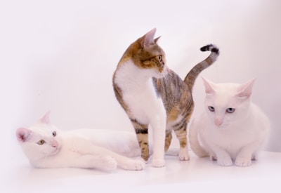 Three cats are positioned on a white surface; two cats with predominantly white fur have different colored eyes, and a third cat stands with a mix of brown and white fur, appearing alert and curious.