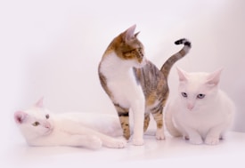 Three cats are positioned on a white surface; two cats with predominantly white fur have different colored eyes, and a third cat stands with a mix of brown and white fur, appearing alert and curious.