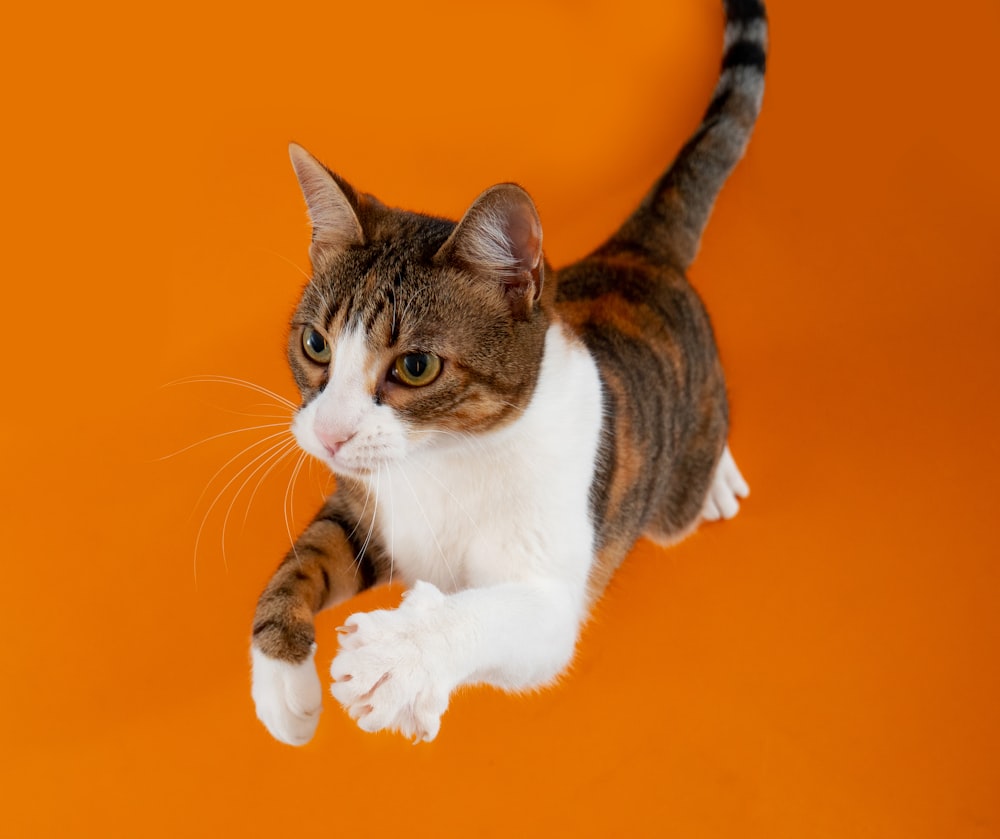 orange and white tabby cat