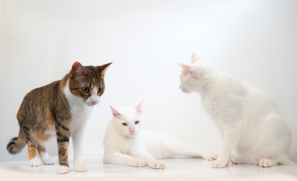 white and brown cat and white cat