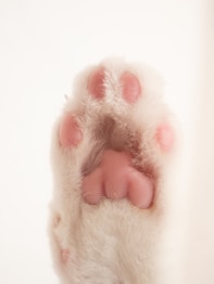 person holding white fur animal