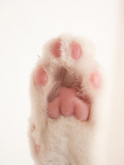 Close-up of a variety of colorful cat toe beans arranged playfully on a soft blanket.