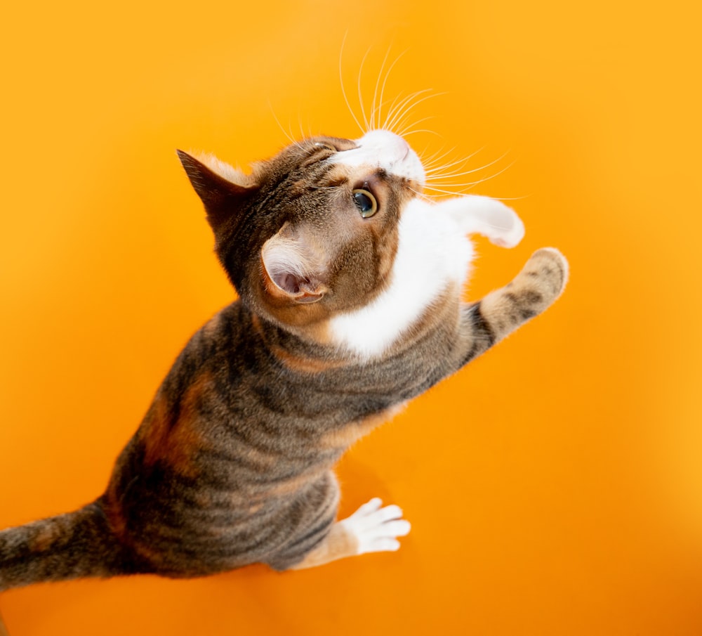 brown tabby cat on yellow textile