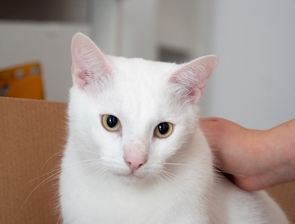 white cat on brown wooden table