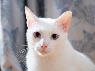 A white cat with striking blue eyes is looking directly at the camera. The fur is smooth and the ears are perked up, suggesting attentiveness. In the background, there is a blurred curtain with a subtle floral pattern, creating a gentle contrast with the cat's white fur.