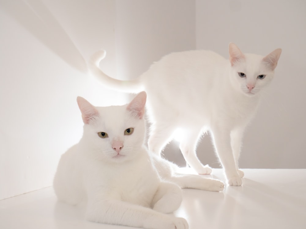 白い陶器の浴槽の白い猫