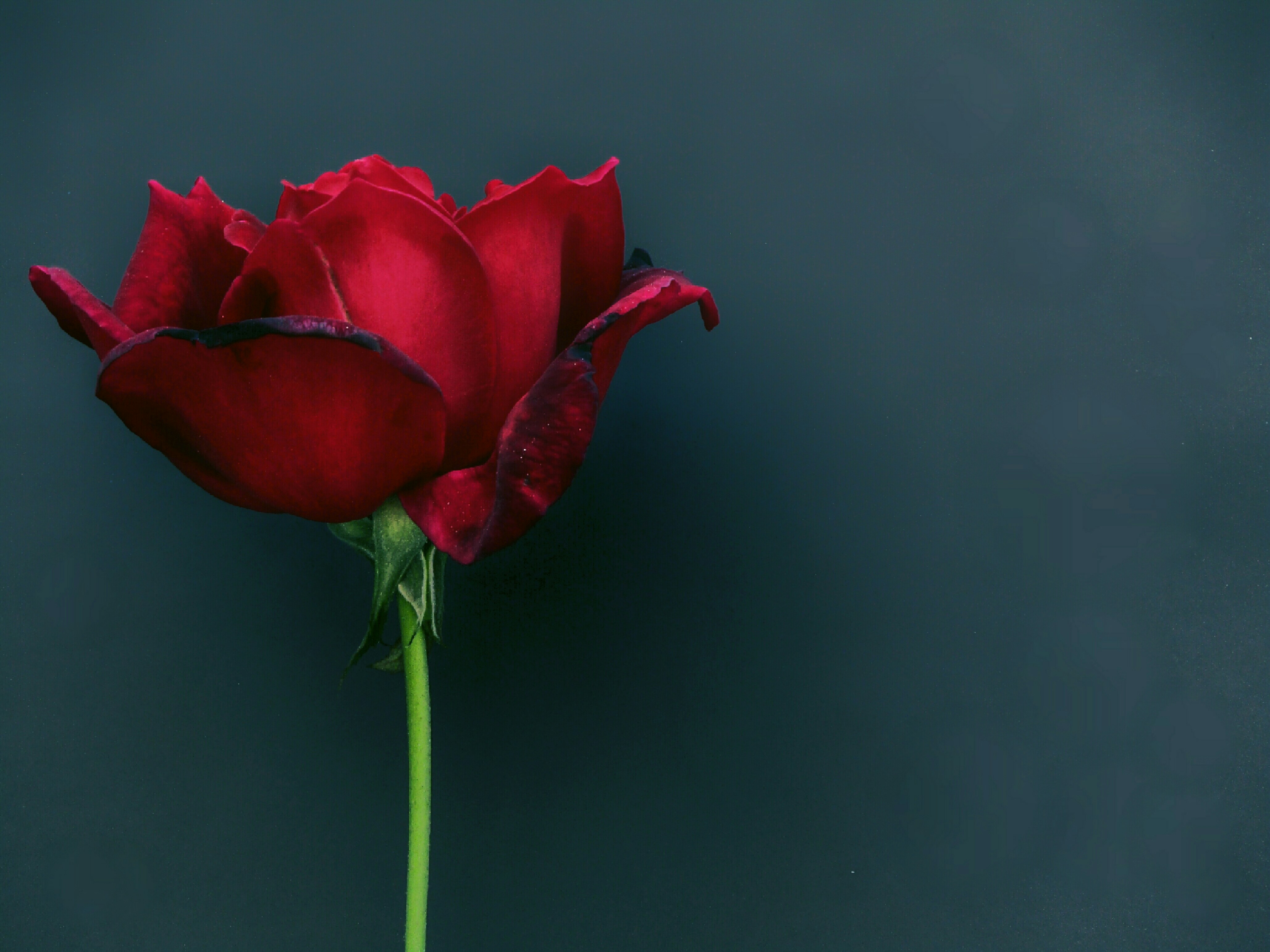 Photo by nidhishpatel