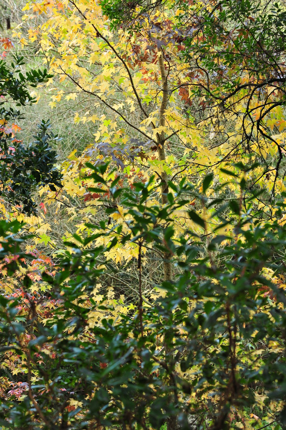 hojas verdes y marrones en el árbol