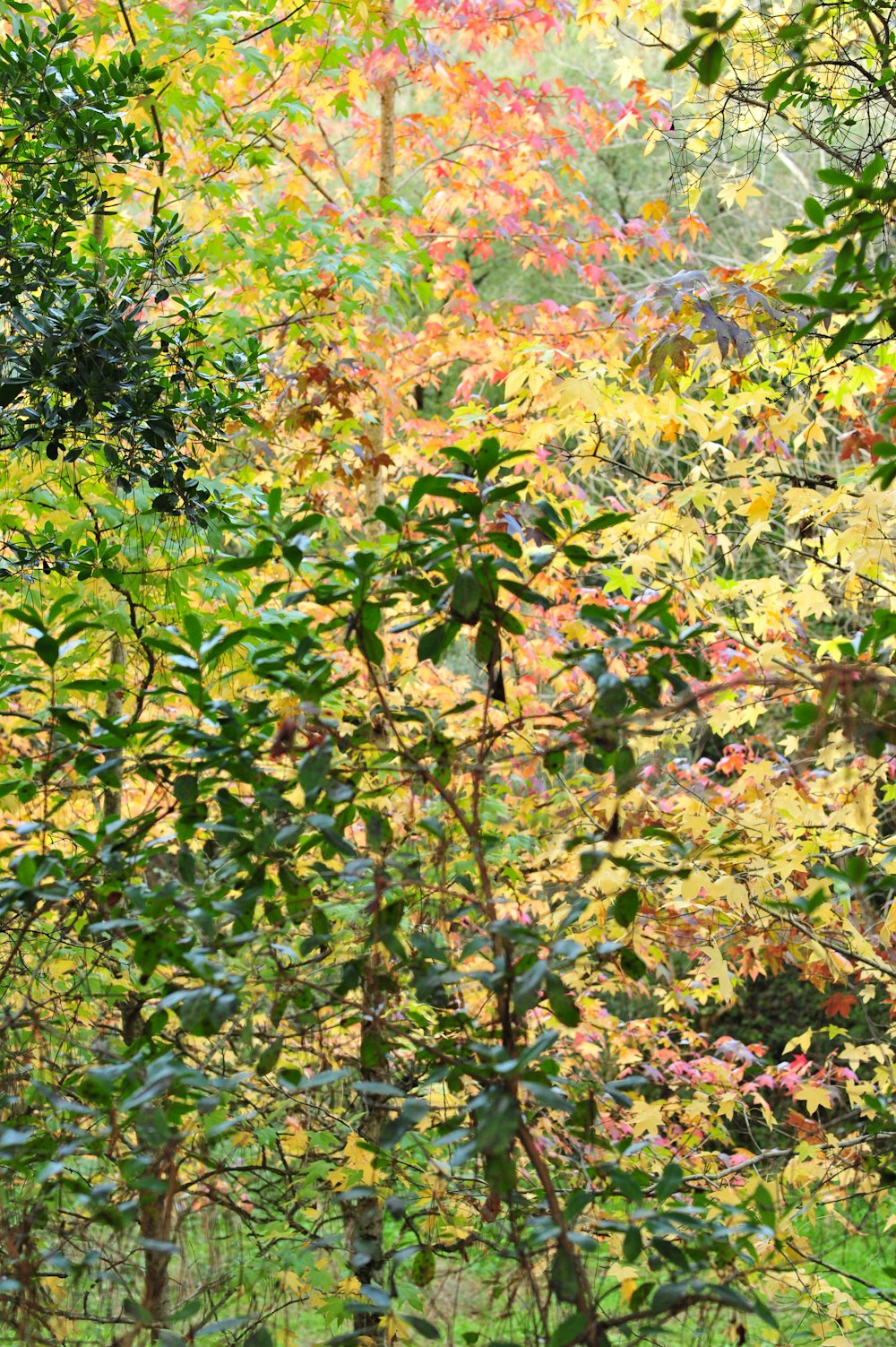 árbol de hojas verdes y rojas