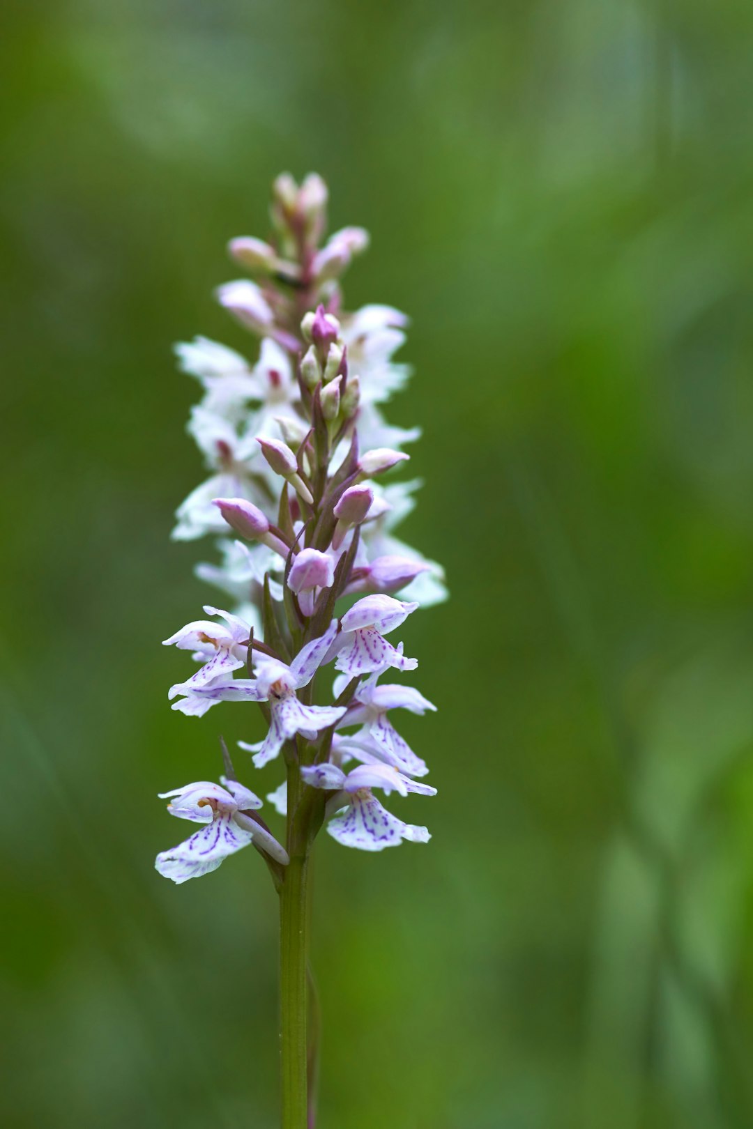 purple and white flower in tilt shift lens