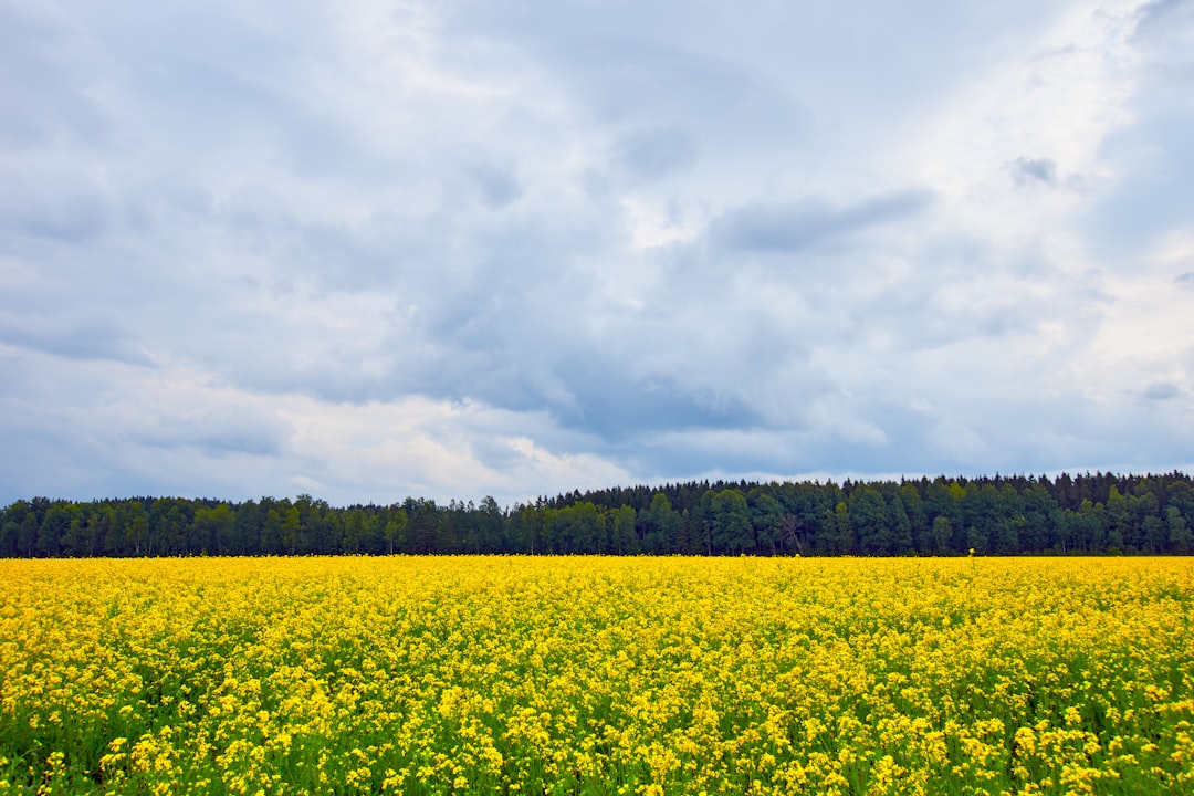 green grass field under white clouds during daytime