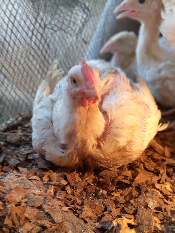 White broiler chicken on brown soil