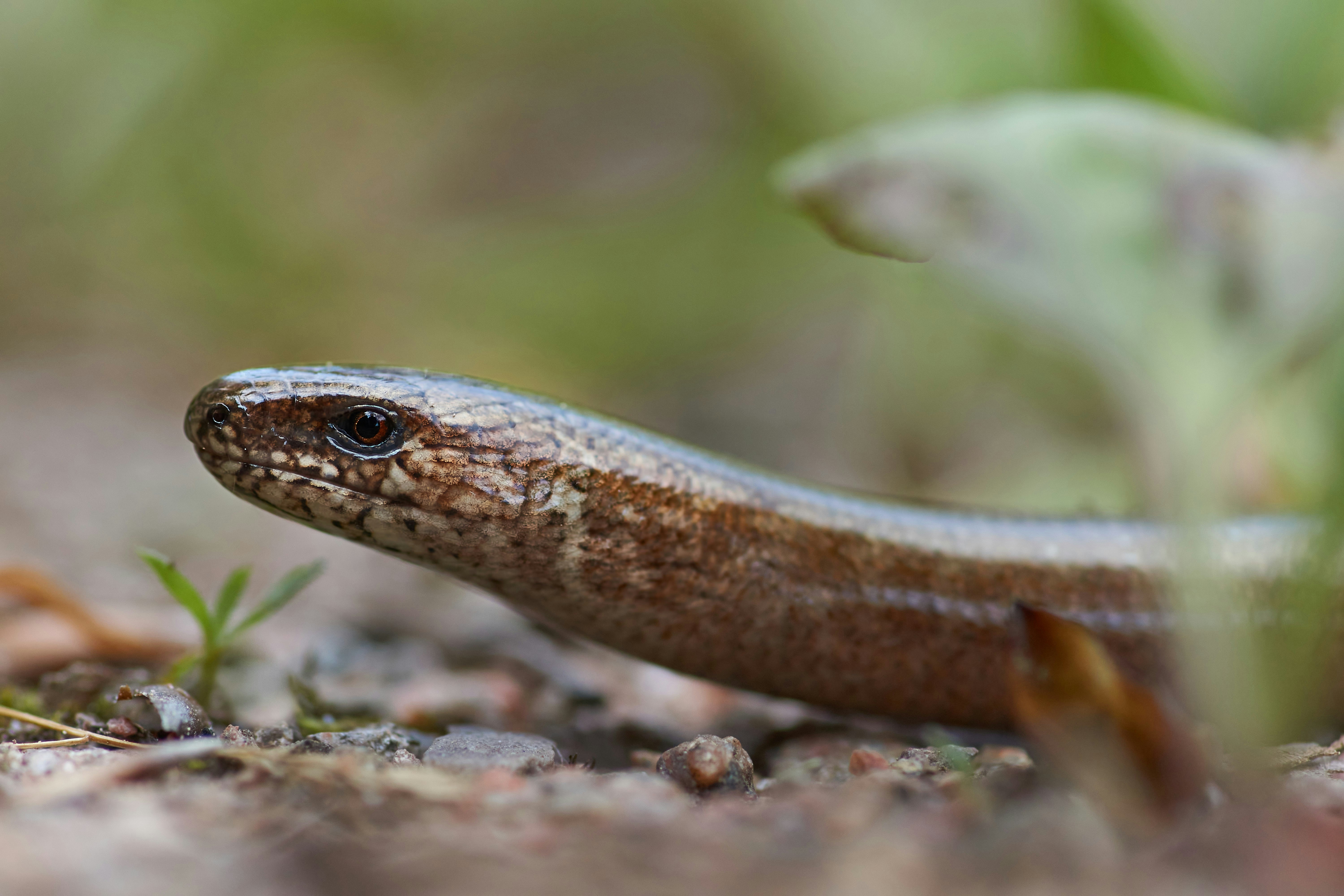 Photo by wolfgang_hasselmann