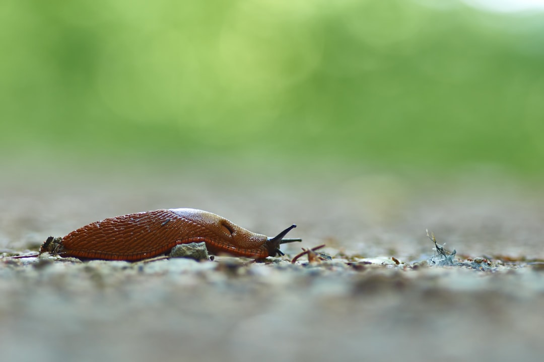 brown snail on gray sand during daytime