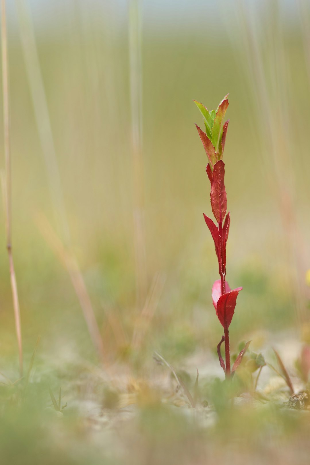 red flower on brown grass during daytime