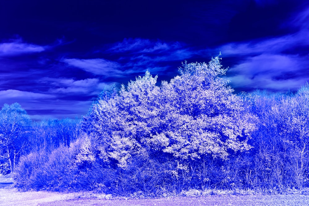 yellow and green trees under blue sky