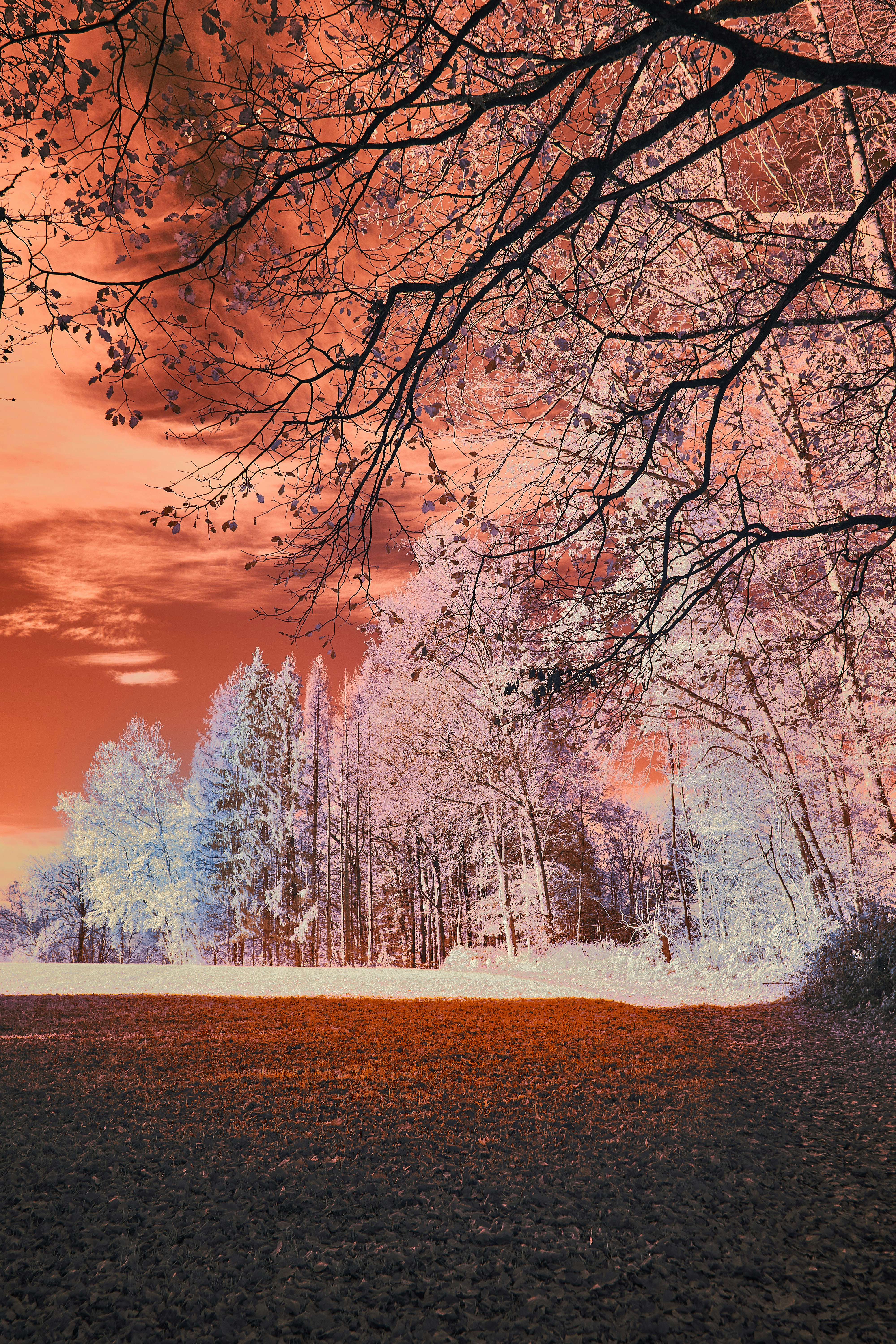 Photo by wolfgang_hasselmann