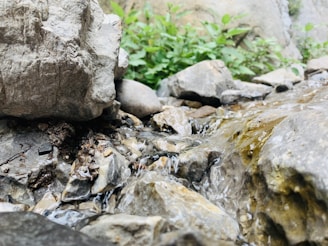 A small stream of water flows over and between variously sized gray and brown rocks. Lush green plants can be seen in the background, suggesting a natural, outdoor setting.
