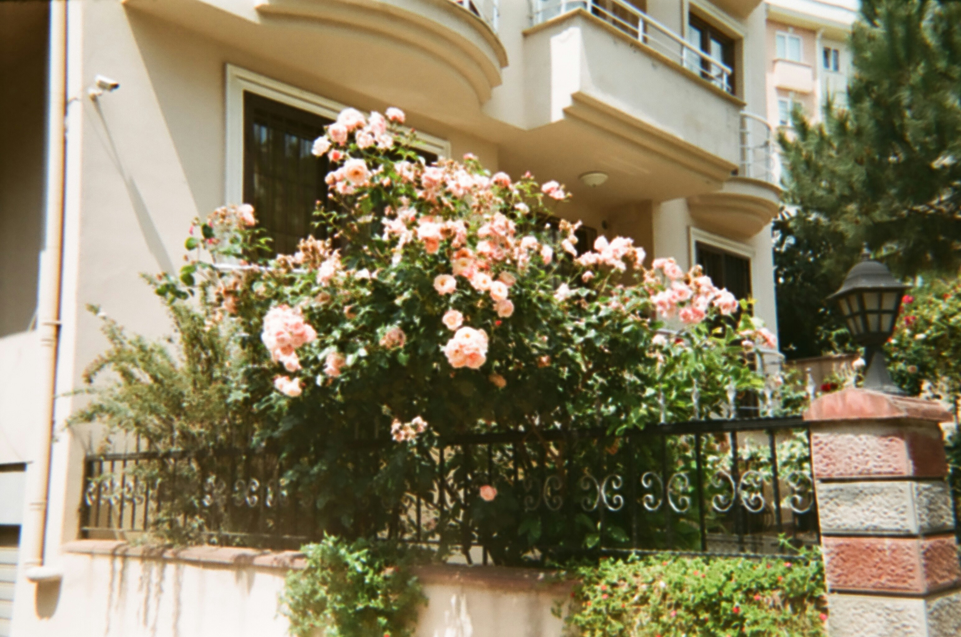 Beautiful Red Rose for you #fyp #viral #roses #viralpost #explore, image size:3000x1988