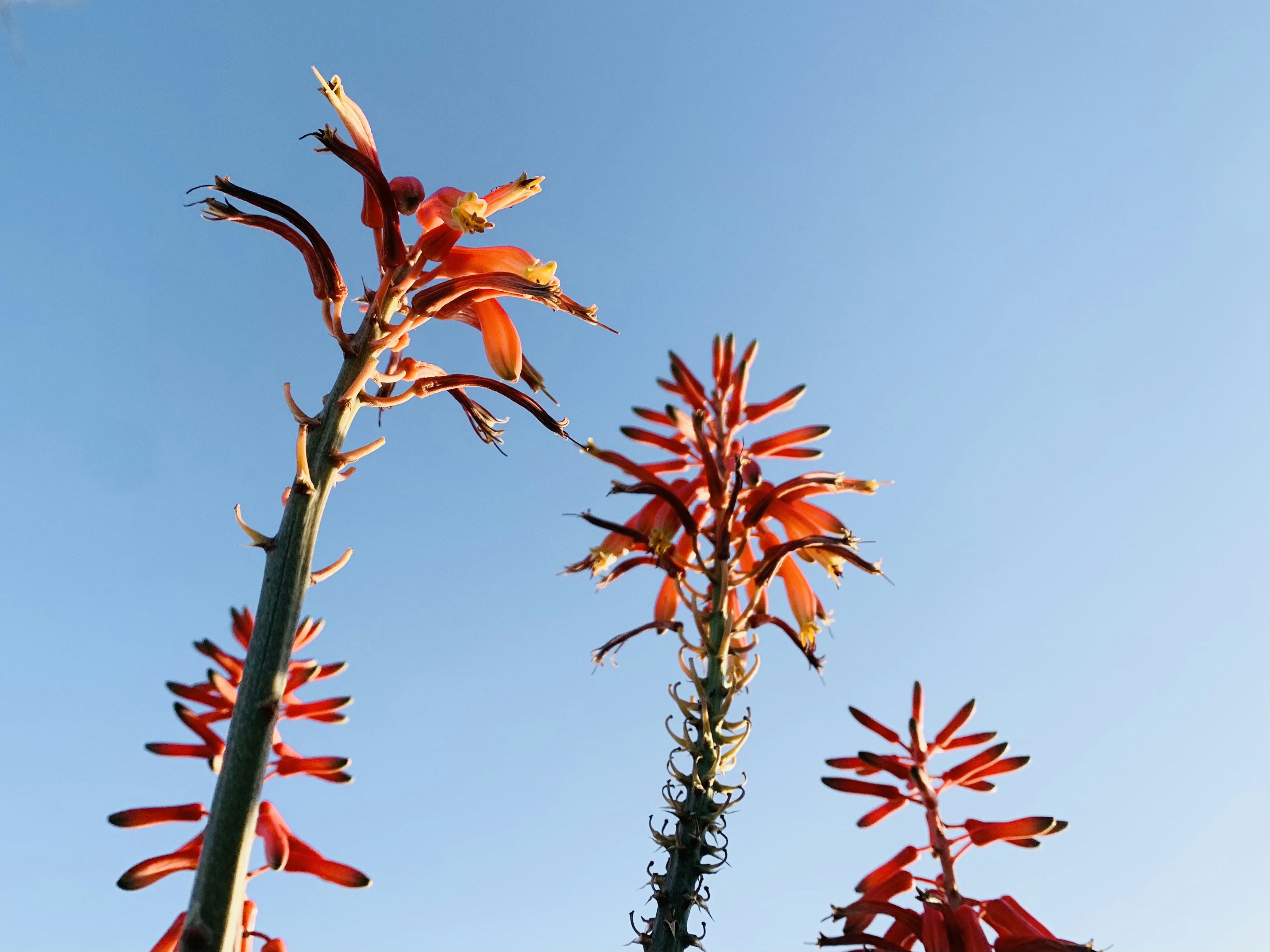 Exotic flowering cactus - Vibrant red Torch Cactus in full bloom