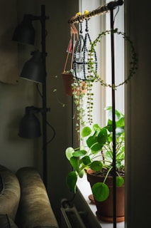 green plant on black pot beside window