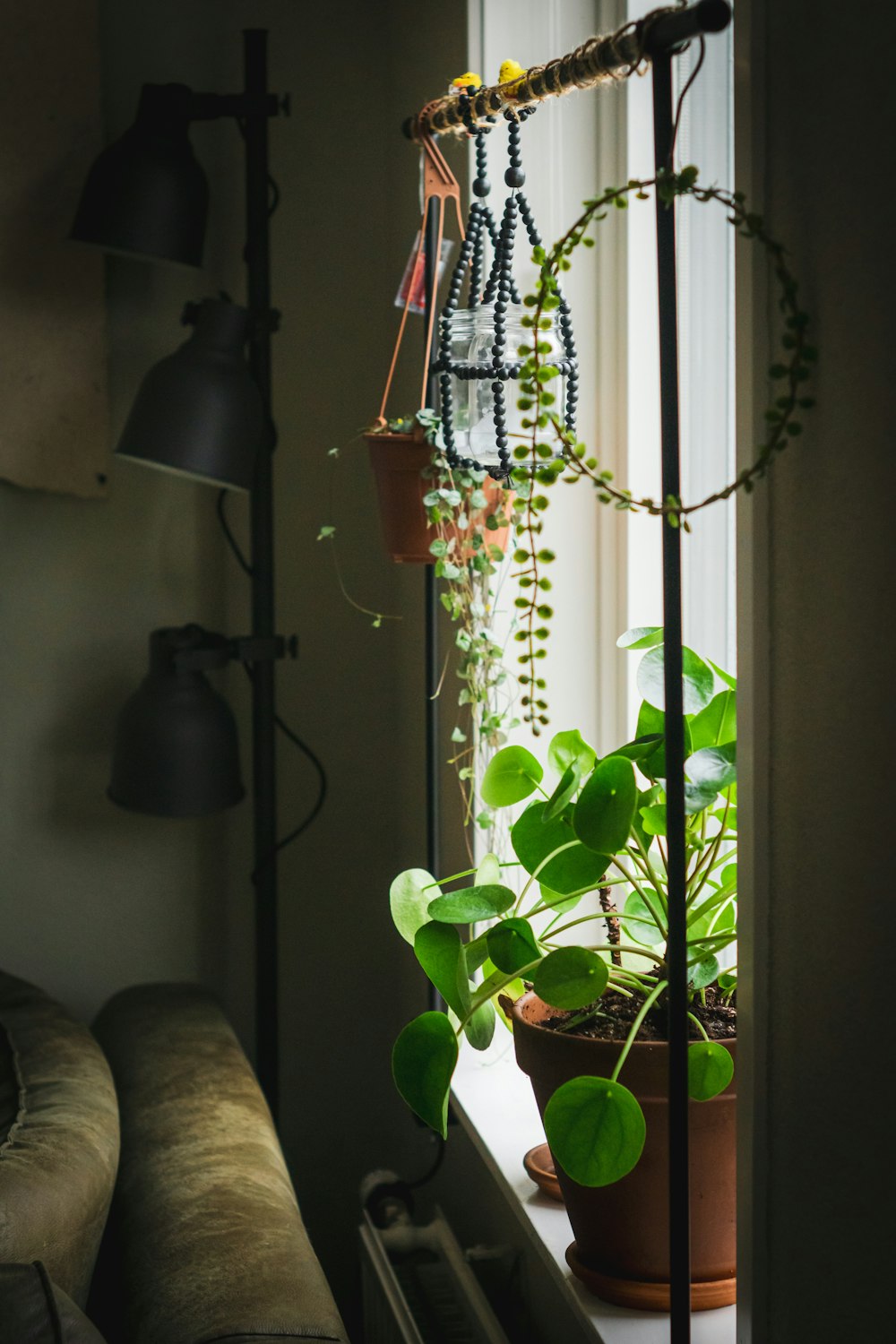 green plant on black pot beside window