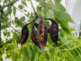 A close-up of a dark brown, dry seed pod with visible small seeds inside, surrounded by lush green leaves in a natural setting.